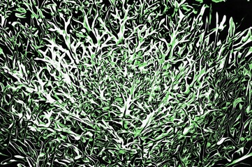 Obraz premium Illustration of a Beautiful white and green curved leaves Brassica oleracea on the flower bed in a garden in autumn