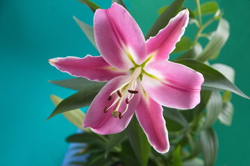 Naklejka premium Pink lilium, Asiatic Lily, Oriental lily, ornamental and edible plant, on turquoise background