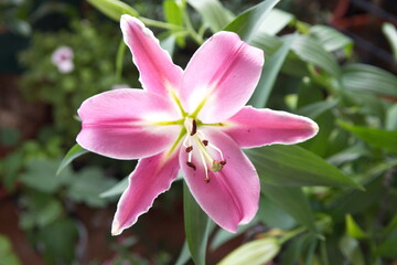 Pink lilium, Asiatic Lily,  Oriental lily, ornamental and edible plant,  on turquoise background