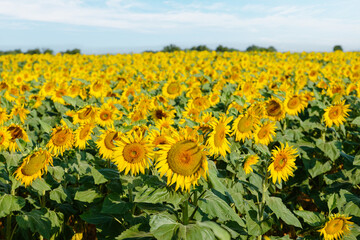 Beautiful sunflowers in the field with bright blue sky - 746802643