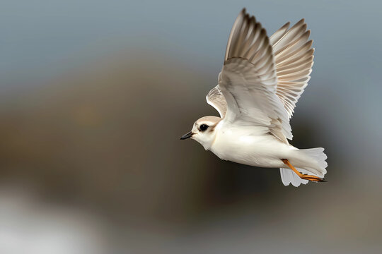 The Piping Plover in flight, with its delicate wings outstretched against the azure sky, embodies a graceful ballet of nature's beauty and resilience in motion