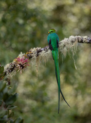 Resplendent quetzal in the rainforest of Costa Rica 