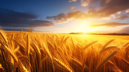 Obraz premium Wheat field in the sun close-up during harvest season