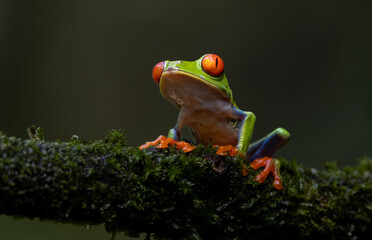 Red-eyed tree frog in the rainforest of Costa Rica 