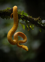 Eyelash viper in the rainforest of Costa Rica 