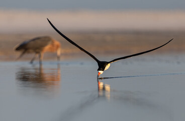 Black skimmer fishing on a beach with a reddish egret in the background in Florida 