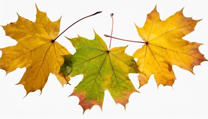 Naklejka na ściany i meble three yellow maple fallen leaves isolated transparent png autumn season