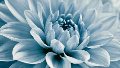 defocused pastel pale blue dahlia petals macro floral abstract background close up of flower dahlia for background soft focus