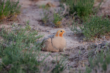 Male of Pallas's sandgrouse (Syrrhaptes paradoxus) resting in natural desert habitats at evening light, Kazakhstan 