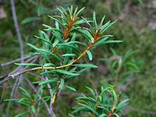 Marsh rosemary Ledum palustre is a plant species from the Ledum genus of the Heather family Ericaceae. Rhododendron tomentosum. Popular names: bagno, fragrant bagun, marsh madness, swamp