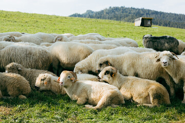 Fototapeta premium Sheeps in a meadow on green grass. Flock of sheep grazing in a hill. European mountains traditional shepherding in high-altitude fields. Farming outdoor.