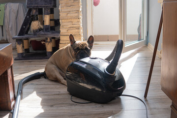 A French bulldog sits next to a vacuum cleaner. Home cleaning