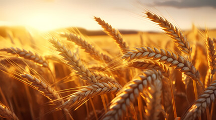 A wheat field and a beautiful neon sunset