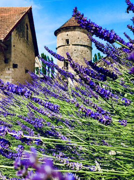 Castle with a beautiful garden