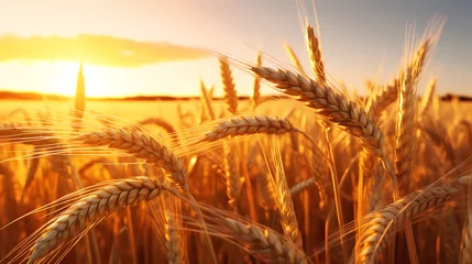 Poster A wheat field and a beautiful neon sunset © jiejie
