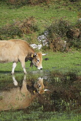 reflejo de un vaca