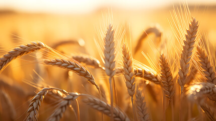 A wheat field and a beautiful neon sunset