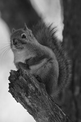 La Plaine 25 Février 2024