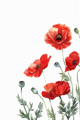 Illustration of red poppies on a white background