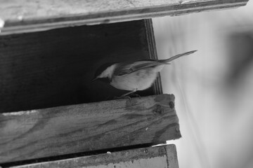 La Plaine 25 Février 2024