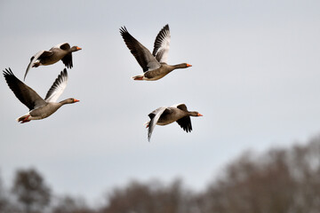 Wildgänse im Vogelflug am Himmel. Tiere im Naturschutzgebiet auf Reisen in den Frühling.