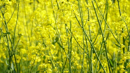 Rapeseed field. Background texture: yellow rapeseed field and blue sky. Banner. Concepts: agronomy, harvest, export of agricultural products.