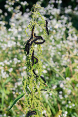Caterpillars on nettles on a blurred background of a meadow on a sunny day.