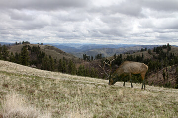 Bull elk grazing on ridge on the Snake River Breaks near Lewiston ID sporting a trophy size rack of...