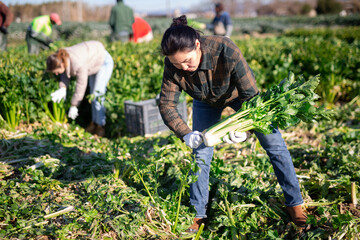 Focused Asian female farmer working on vegetable plantation on spring day, gathering crop of organic celery..