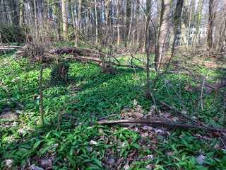Mit Bärlauch bedeckter Boden im Wald im Frühjahr