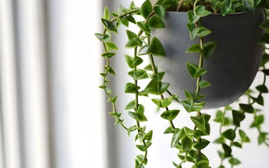 ivy succulent hanging plant, white background