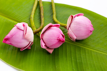 Pink lotus flowers for worshiping Buddha