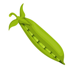 A pod of ripe, fresh green peas. Vector graphics.