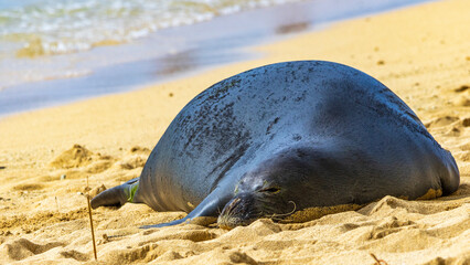 波打ち際で寝るハワイモンクアザラシ　ワイキキ　Hawaiian Monk Seal © Yuuki Kobayashi