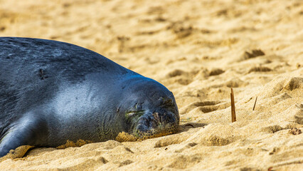 Hawaiian Monk Seal / Endangered Species / Endemic to Hawaii / Hawaii's State Mammal © Yuuki Kobayashi
