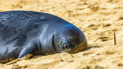 ハワイモンクアザラシ　絶滅危惧種　ハワイ固有種　ハワイの州哺乳類 © Yuuki Kobayashi