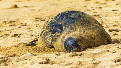 砂まみれのハワイモンクアザラシ　Hawaiian Monk Seals