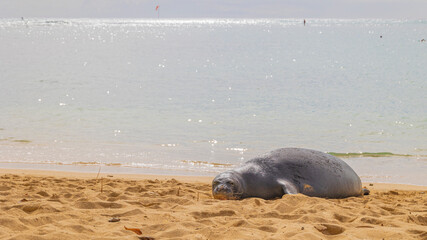 海とアザラシ　ハワイモンクアザラシ　ハワイ固有種 © Yuuki Kobayashi