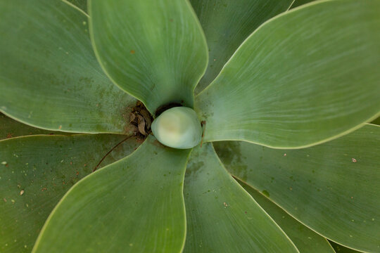 AGAVE AZUL AMERICANA &Eacute; uma planta suculenta tamb&eacute;m conhecida como piteira. 