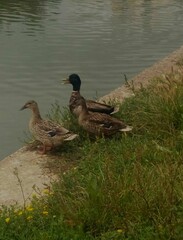 Grupo de patos en libertad.