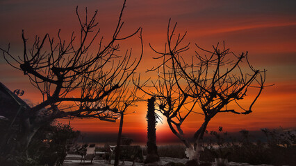 silhouettes of leafless trees against a red sky