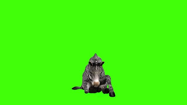 3D Zebra is sitting down animation on green screen, 4k Grévy's zebra sits down render with front view on chroma key