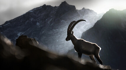 Alpine ibex alone surrounded by out of focus mountains.