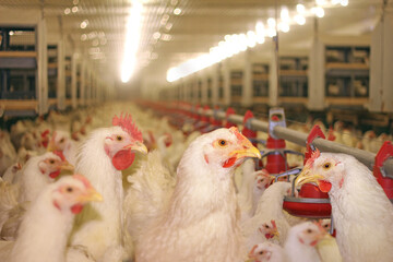 Chicken farm, eggs and poultry production. Close up - low angle