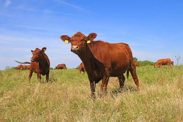 Cows grazing on pasture, landscape rural scene, beautiful summer day and blue sky