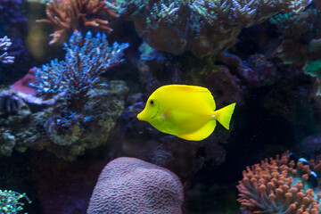 Fototapeta na wymiar Peixe amarelo nadando entre corais coloridos no fundo do mar. 