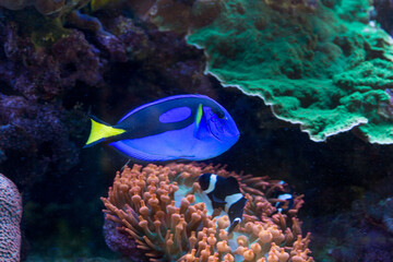 Peixe de cores azul e amarelo nadando no meio de corais. 