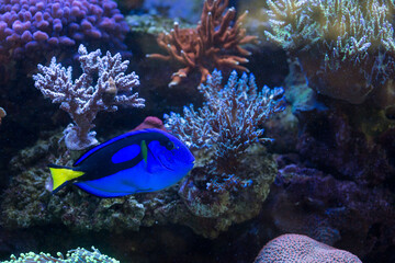 Peixe de cores azul e amarelo nadando no meio de corais. 