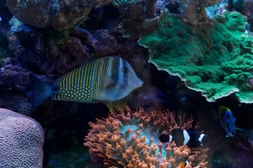 Peixe com listas de cor azul e pintas de cor amarela nadando entre corais. 