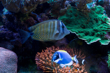 Peixe com listas de cor azul e pintas de cor amarela nadando entre corais. 
